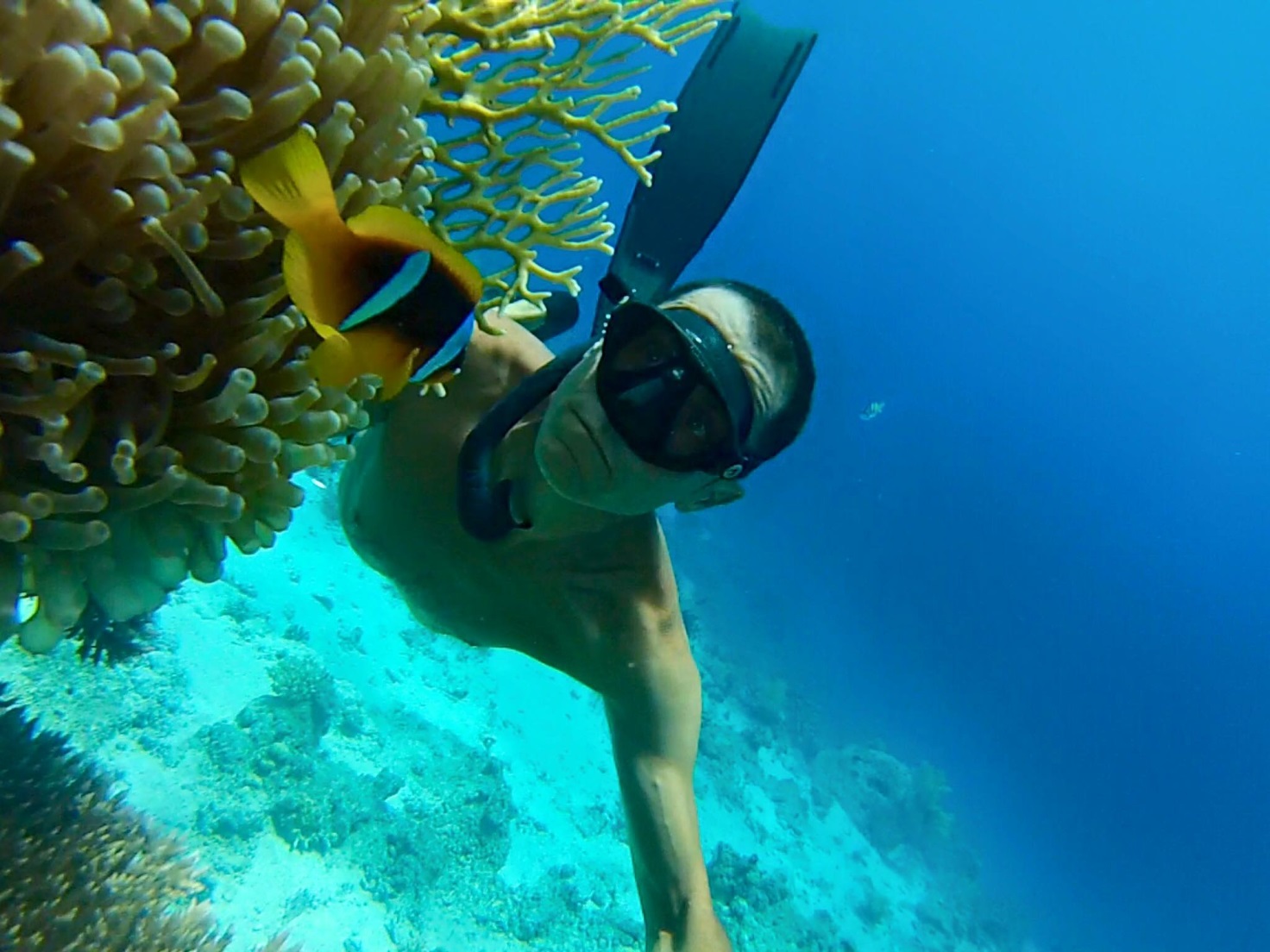 Foto apneista con corallo di fuoco e pesce pagliaccio