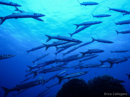 Banco di barracuda - Sphyraena viridensis