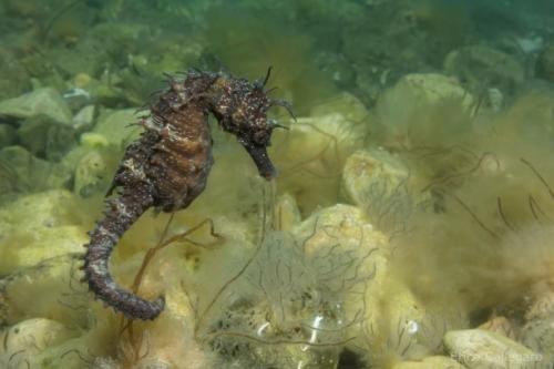 Cavalluccio marino - Hippocampus sp.