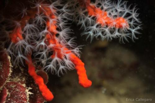 Corallo rosso - Corallium rubrum
