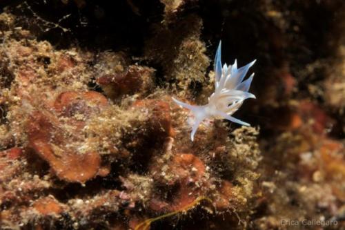 Nudibranco - Eubranchus tricolor