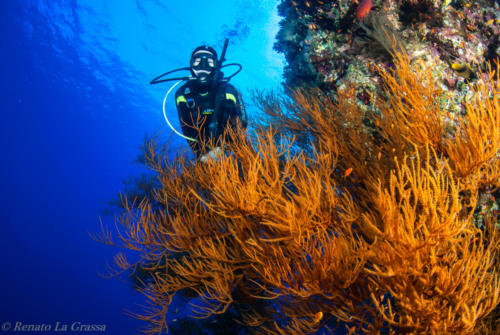 zabargad_20140428_0533